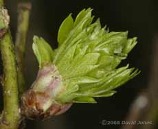 One of the first Hawthorn buds to burst