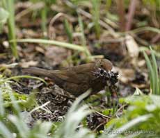 Female Blackbird collects nest building materials