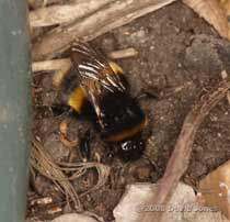 A Buff-tailed Bumblebee queen investigates a possible nest site