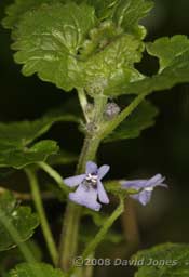 The first Ground Ivy flowers