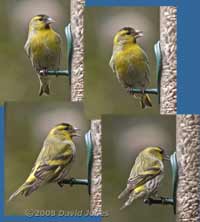 Views of a Siskin male at the sunflower feeder