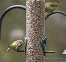 A Siskin male reacts to the approach by another male