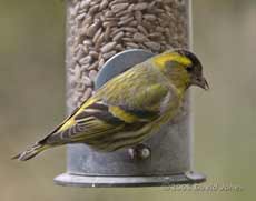A second Siskin male at a feeder