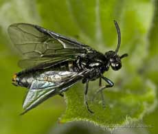A Sawfly (Rhadinocerea micans) on grass