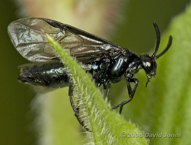 A Sawfly (Rhadinocerea micans) on grass - 2