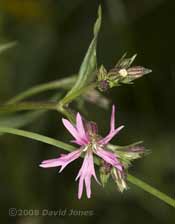 Ragged Robin - the first flower opens