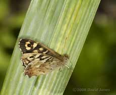 Speckled Wood butterfly on bamboo leaf