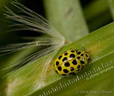 22-Spot Ladybird (Psyllobora 22-punctata) on grass