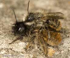 Solitary bee pair mating on concrete