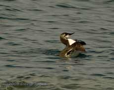 A Guillemot at Porthallow - stretching wings 1