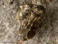 Barkfly (Epicaecilius pilipennis - brachypterous form) on log