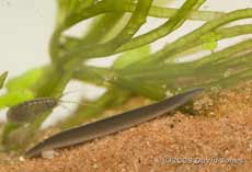 striped worm with flat head