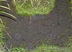 Frogspawn fills the shallow end of the big pond