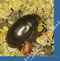 Aquatic beetle (Hydobius fuscipes?) on log!