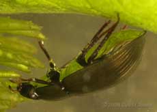 Aquatic beetle (Hydobius fuscipes?) under water
