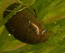 Aquatic beetle (Hydobius fuscipes?) under water - 2