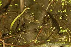 Smooth Newts gather in the pond
