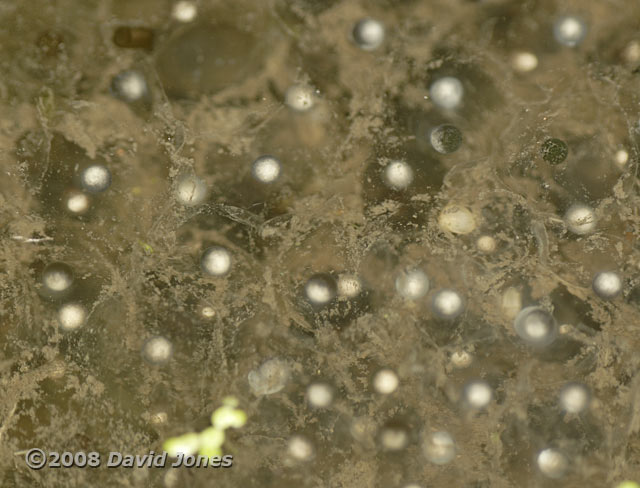 Frogspawn with dead embryos