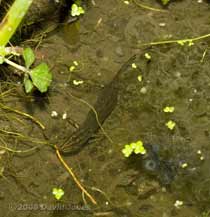 Smooth Newt male hunting for tadpoles