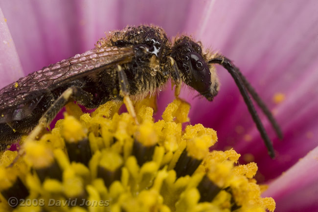 Solitary bee (Lasioglossum calceatum) on Cosmos at 10am -  covered with dew - 2