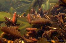 Isopods (Idotea emarginata) on rotting seaweed - 1