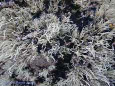 Lichen - possibly Sea Ivory (Ramalina siliquosa)