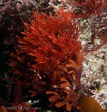 Red seaweed - possibly Gelidium latiflorium