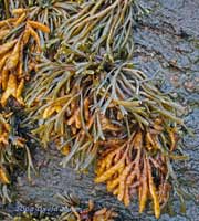 Channelled Wrack (Pelvetia canaliculata)