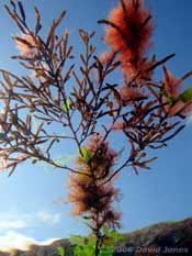 Brown seaweed - possibly Japweed seen from below