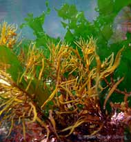 Unidentified Brown seaweed