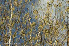 Male catkins on our Himalayan Birch