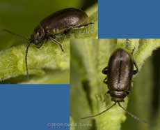 Beetle (possibly Lochmaea capreae) on Elder