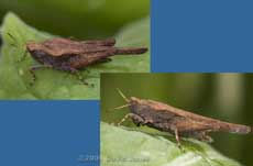 Slender Groundhopper (Tetrix undulata)