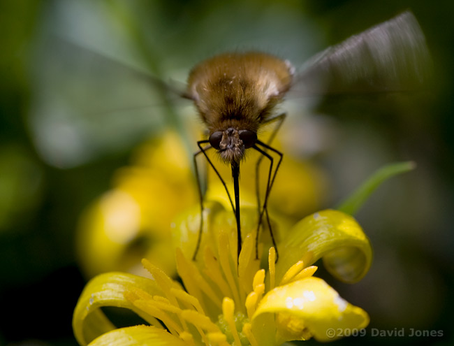 Bee-fly (Bombylius major) feeds at Lesser Celandine - 2
