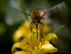 Bee-fly (Bombylius major) feeds at Lesser Celandine