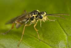 Sawfly on Marsh Marigold leaf