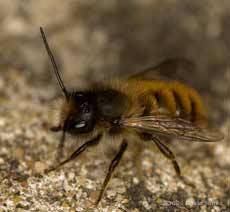 Solitary bee (Osmia rufa) on path