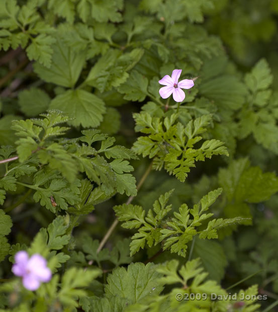 Herb-Robert (Geranium robertianum)