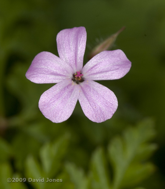 Herb-Robert (Geranium robertianum) - close-up of flower