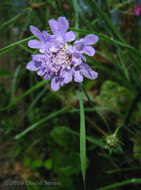 Small Scabious comes into flower