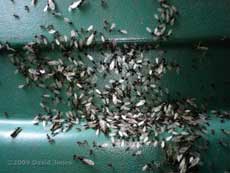 Flying ants swarming on recycling bin