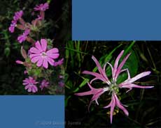 Ragged Robin and Red Campion flowers