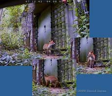 The fox returns to its den soon after 7am - cctv image - 2
