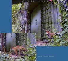 The fox returns to its den soon after 7am - cctv image - 3