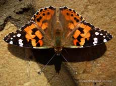 Painted Lady butterfly on stone paving