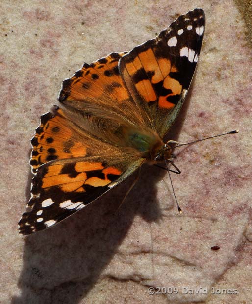 Painted Lady butterfly on stone paving - 2