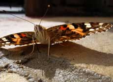 Painted Lady butterfly puddling on damp stone paving