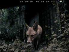 The fox leaves its den at 8.50pm - cctv image