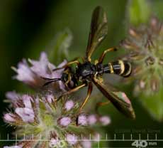 Conopid fly (probably Conops quadrifasciata) on Mint