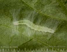 Caterpillar under silk canopy on Elder leaf